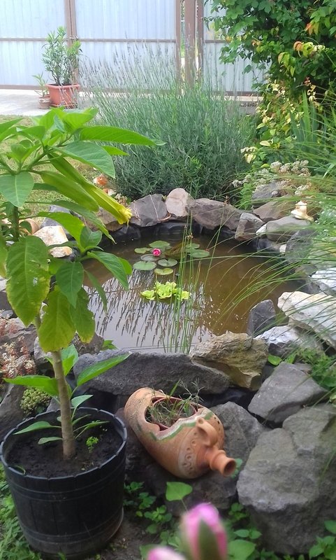 Karácson Mária kertje 01